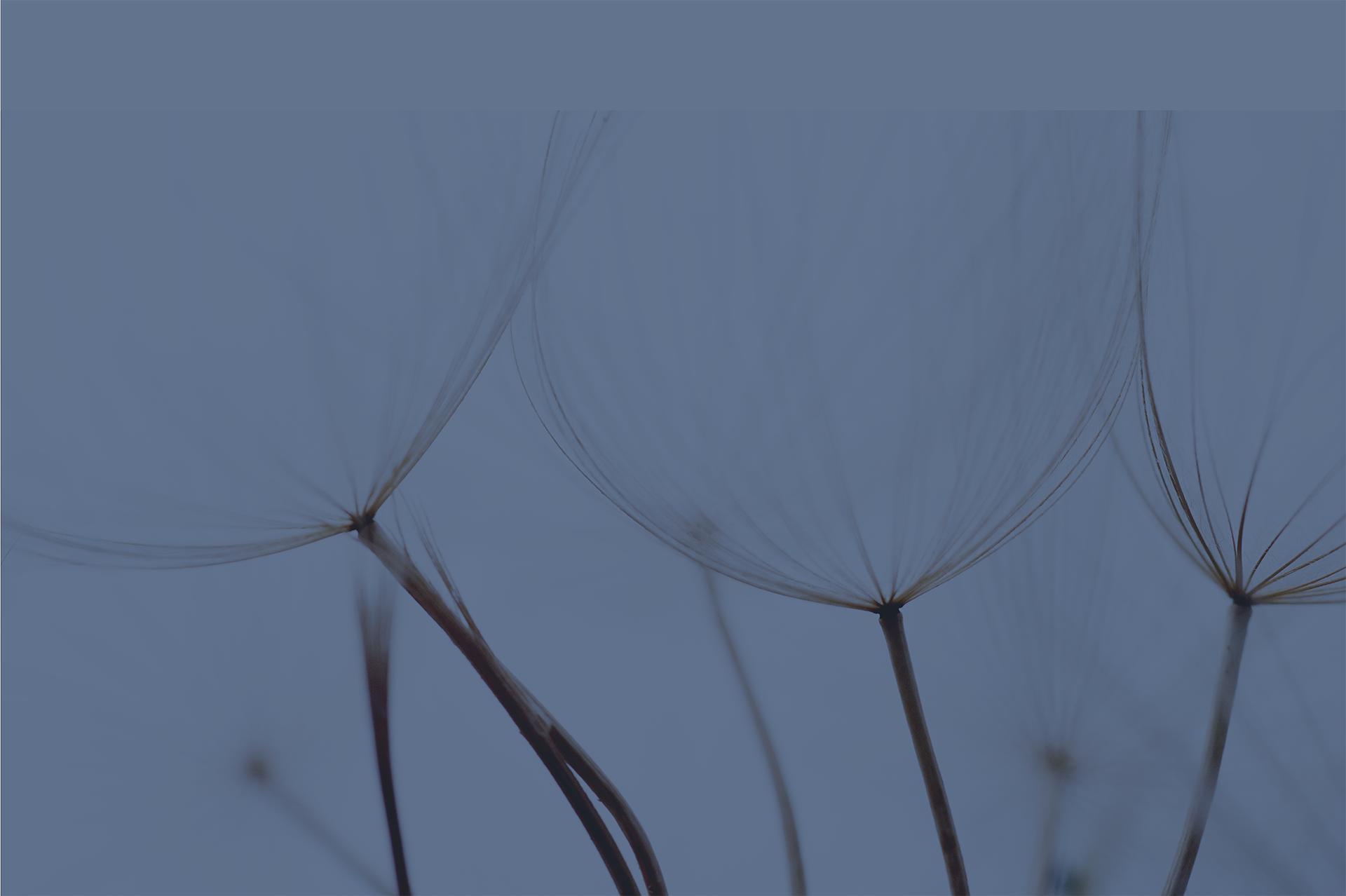 Blue zoomed in 
dandelions